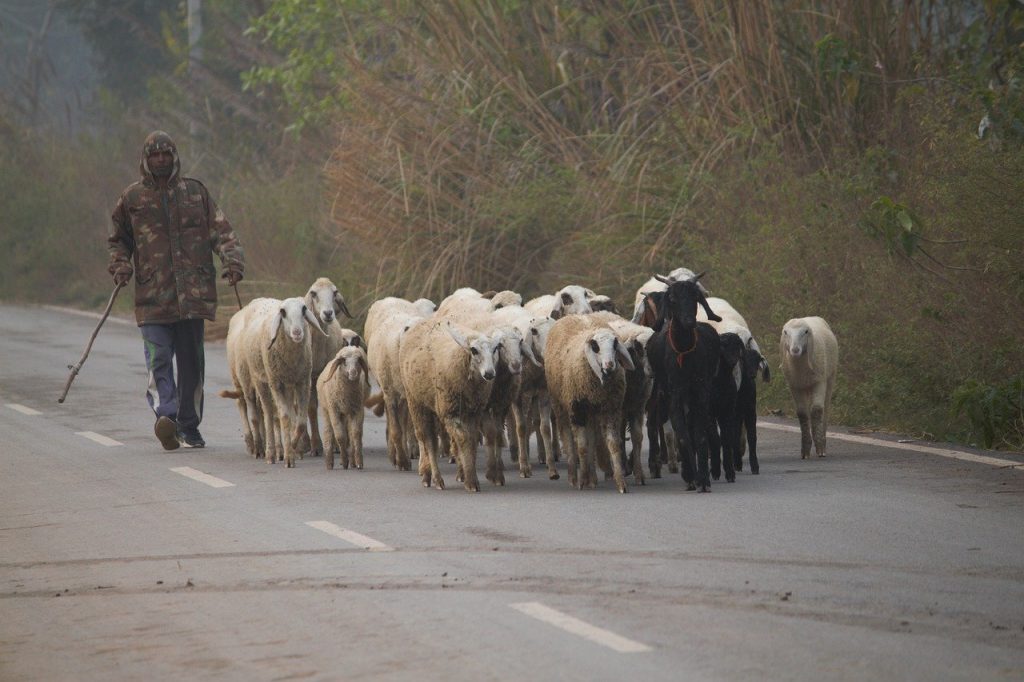 sheep, herd, shepherd